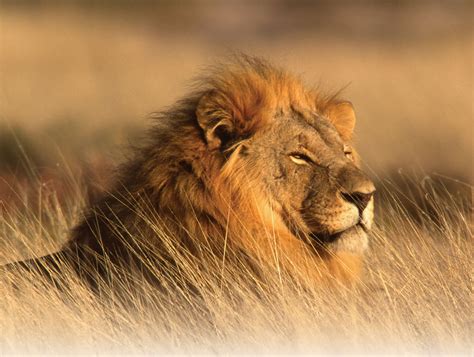 The Lion Interesting Facts About King Of Jungle Animals Lover