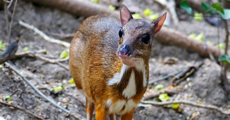 Mouse deer, also known as chevrotains, are mammals that appear in the lion guard universe. 7 Tiny and Cute Facts About the Mouse Deer