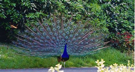 Pavo)، نوع من الطيور التي تتبع فصيلة التدرجية من رتبة الدجاجيات، وهو من أجمل الطيور؛ فالذكر ينشر ريشه إلى الخلف في شكل مروحة جميلة طولها نحو خمس مرات طول جسم الطاووس. الطاووس عرض ريش له