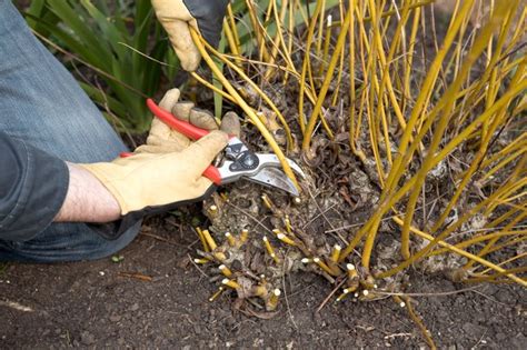 how to grow willows bbc gardeners world magazine