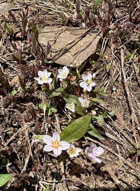Claytonia Lanceolata Western Spring Beauty Yaz Obara Flickr