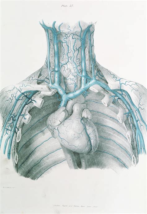 Neck And Chest Veins Photograph By Sheila Terryscience Photo Library
