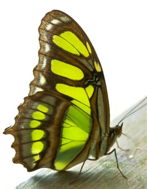 The Malachite Is A Neotropical Brush Footed Butterfly Named For The