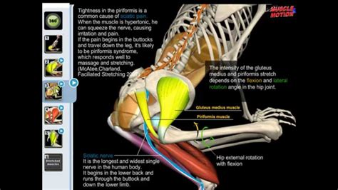 Hip Lateral Rotators Muscles Youtube