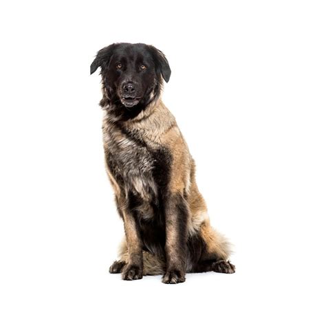 Estrela Mountain Dog Breed Information And Insights Basepaws