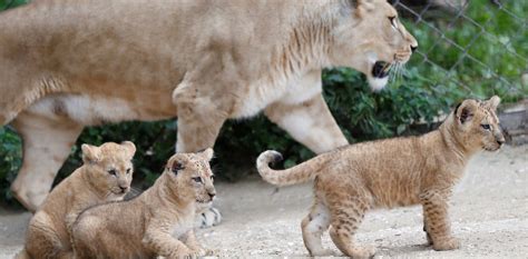 Nacieron 3 Crías De León Del Atlas Un Animal Extinguido Por Los