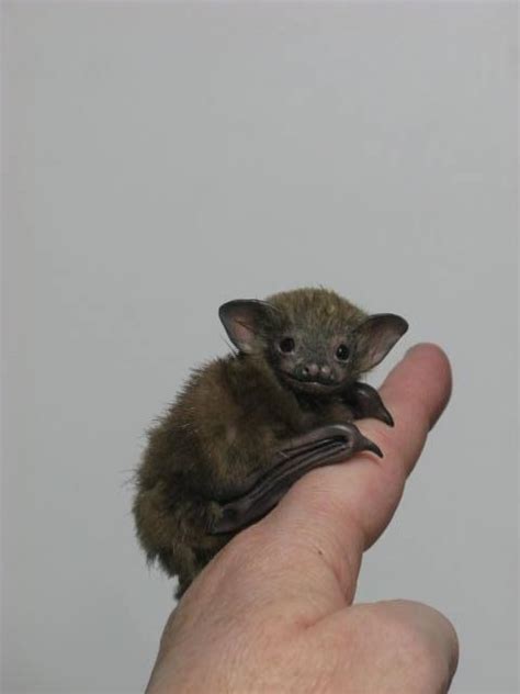 At issue is whether skull size or mass defines smallest; OOAK BABY BUMBLEBEE BAT | Animals beautiful, Cute animals ...