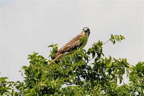 Injured Red Tailed Hawk Spreads His Wings At Oak Point Park Plano