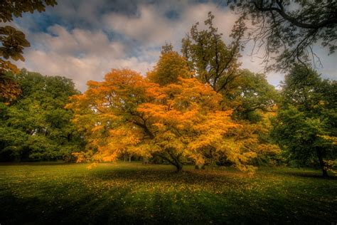 Golden Autumn Tree Hd Wallpaper Background Image 2048x1365
