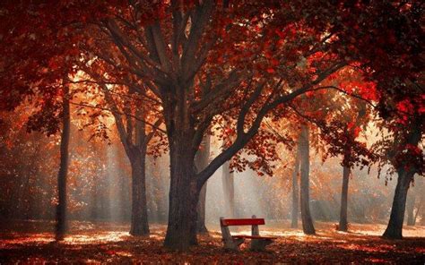 Nature Landscape Park Trees Fall Mist Leaves Bench Sun Rays