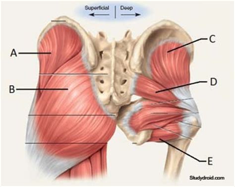 Extension of the hip, assists. Gluteal Stretches for Hip Flexibility | Wenzel Coaching