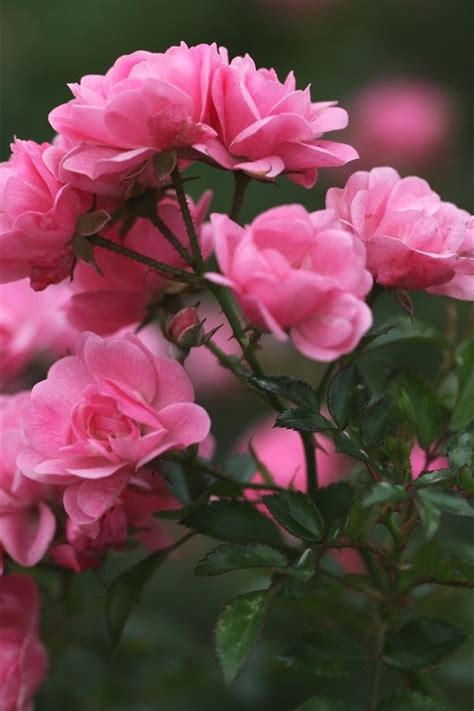 Wallpaper Rose Buds Petals Pink Flowers Blurring 1920x1200 Hd