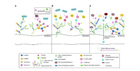 Schematic Depiction Of Interactions Between Cervicovaginal Mucus My Xxx Hot Girl