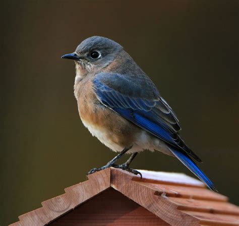 Eastern Bluebird Wallpaper