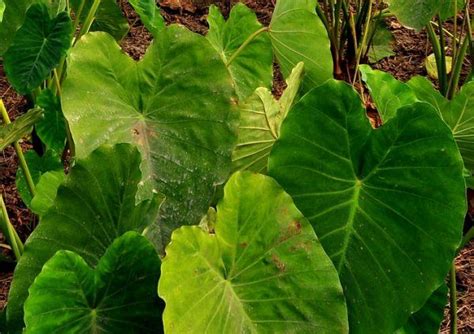 10 Indoor Plants That Are Poisonous And Dangerous Page 3 Of 3 Top