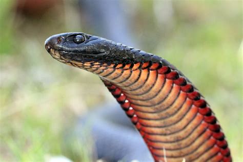 Dangerous Australian Snakes