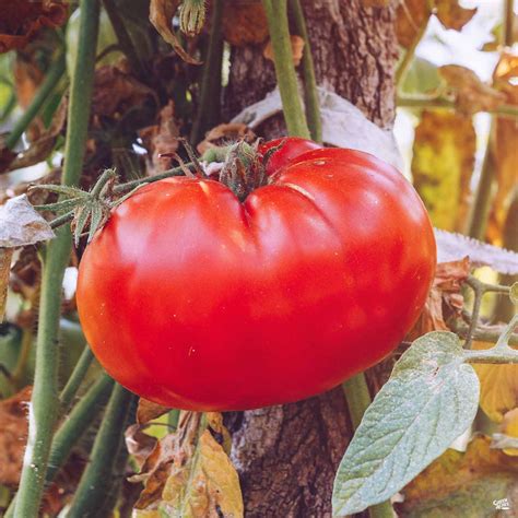 Tomato Champion — Green Acres Nursery And Supply