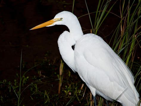 Great White Heron Photograph By Kenneth Albin