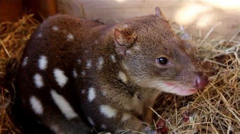 Tiger Quolls At The Conservation Ecology Centre Youtube