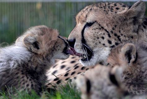 Cheetah Cub Kisses Its Mother Picture Cutest Baby Animals From Around