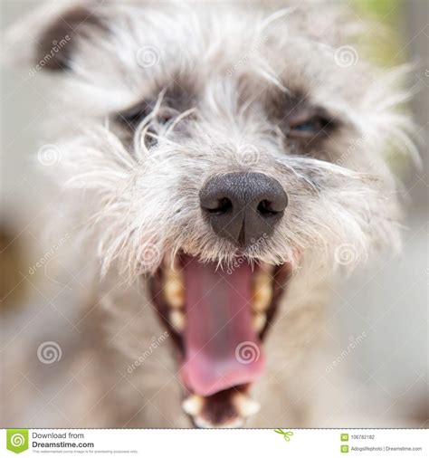 Funny Tired Dog Yawn Closeup Stock Photo Image Of Cute Bedroom