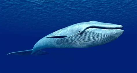 Top 20 Largest Sea Creatures Ever Known On Earth Factins