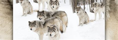 Do Gray Wolves Still Need Protection