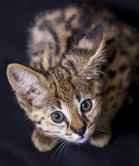 big  savannah cats  serval mix size guide