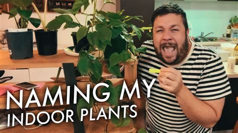 Naming My Indoor Plants With Hilarious Punny Names YouTube