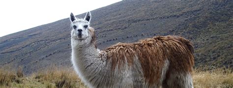Lamas Alpagas Et Vigognes En Equateur Saurez Vous Les Reconnaître