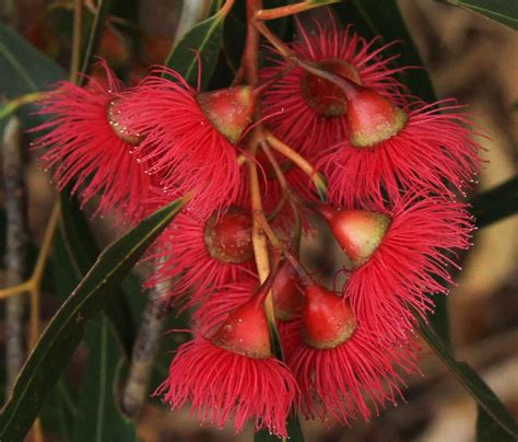 Pin by michelejoey on gardening | Australian flowers, Australian native flowers, Australian 