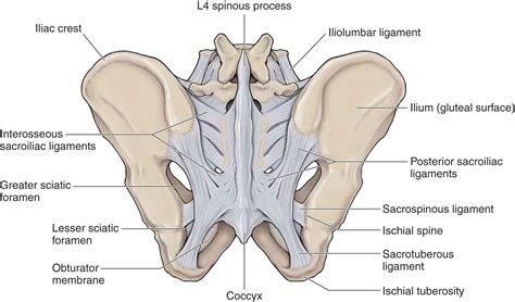 The Sacroiliac Joint Musculoskeletal Key In Sacroiliac