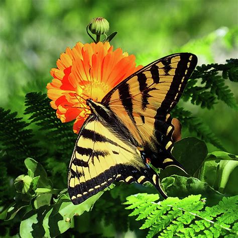We did not find results for: Beautiful Western Tiger Swallowtail Butterfly Photograph ...