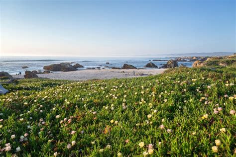 Pacific Ocean Flowers Stock Photo Image Of Green Nature 7587914