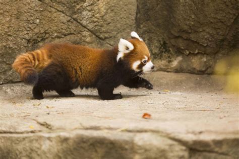 Viral Watch Cutest Red Panda In The World Being Adorable Health