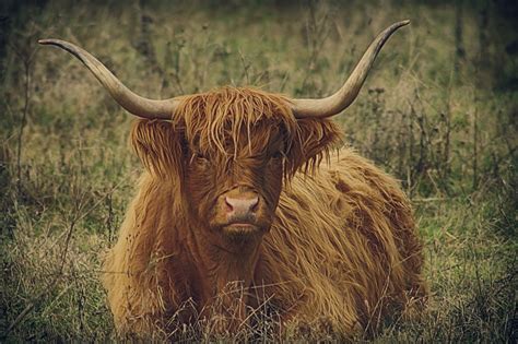 Highland Highland Cattle Cute Scottish Highland Cow Highland