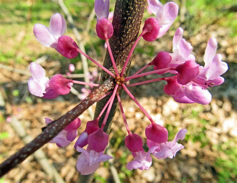 If your property doesn't have a flowering tree that bursts into spectacular beauty each spring, why not? EASTERN REDBUD TREE: (Cercis canadensis). Photographed at ...