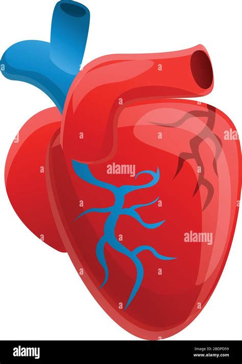 Biology Human Heart Icon Cartoon Of Biology Human Heart Vector Icon