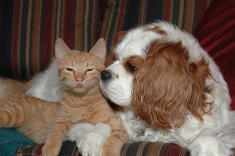 9 Ways To Help Cats And Dogs Get Along Better Catster