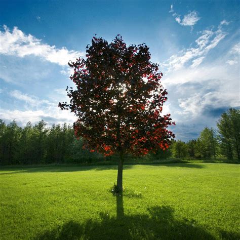 The Red Maple Vivid Year Round Color Year Round Colors Shade