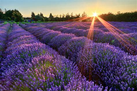 Lavender Sunset Photograph By Katherine Gendreau Pixels