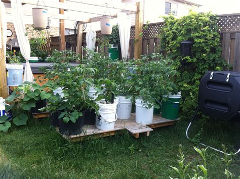 5 Gallon Bucket Garden Raised Up For Easier Access