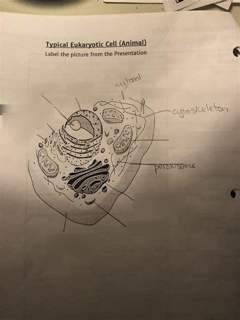 Typical Eukaryotic Cell Diagram Quizlet