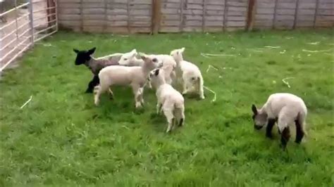 Gamboling Lambs For Your Amusement Youtube