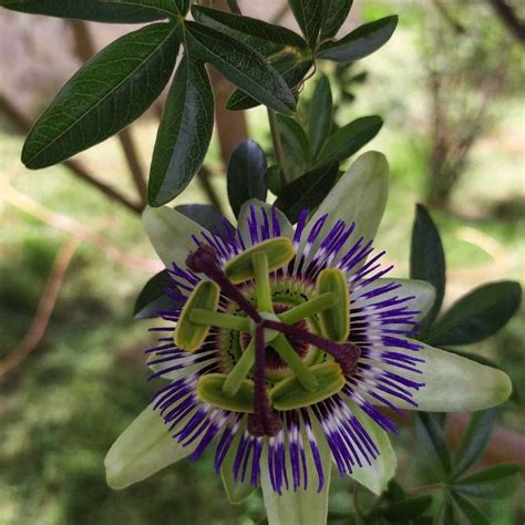 Passiflora Caerulea The Blue Passionflower Bluecrown Passionflower Or Common Passion Flower