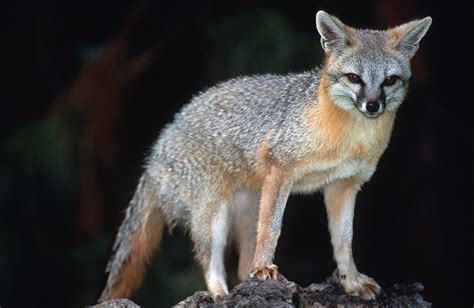 Gray Fox Wikipedia