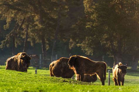 Rewilding Europe Starts New Bison Release Site In Romanian Carpathians