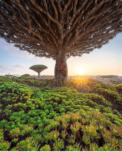 Socotra Island Yemen Weird Trees Socotra Unique Trees