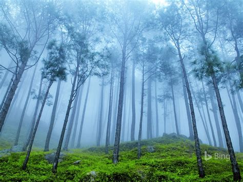 Himalayan Pine Forest Foggy Bing Wallpaper 2018 Preview