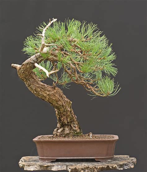 Bonsai Ponderosa Pine Indoorbonsai